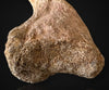 Matchless Spinosaurus Hand Claw - 5.17"