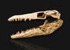 Mosasaur Skull - 4.75’