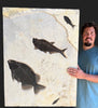 Fish Mural, Large Phareodus - 42" x 32"
