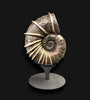 Large Bladed Ammonite, Lytoceras cornicupae