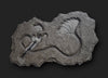 Beautiful Jurassic Crinoid Fossil - Seirocrinus subangularis