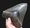 Superb Megalodon Shark Tooth, 5.95"