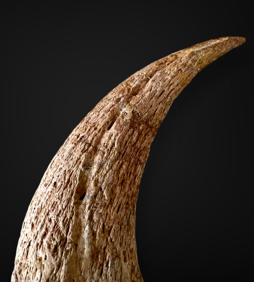 Huge Dinosaur Footprint For Sale Theropod Fossil Realm