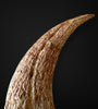 Matchless Spinosaurus Hand Claw - 5.17"