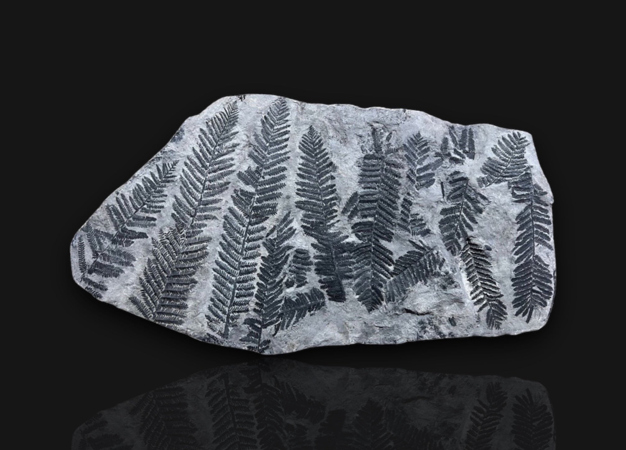 Nundle Fossil Rocks Plant Fossils In Rocks