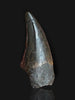 Beautiful Tyrannosaurus rex Tooth - 3.19"
