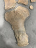 Plesiosaur Paddle, Oxford Clay, United Kingdom