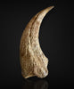 Matchless Spinosaurus Hand Claw - 5.17"