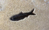 Fossil Fish Mural - 40 x 26 inches