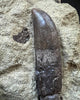Rooted Allosaurus Tooth in Matrix