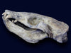 Prehistoric Sea Lion Skull, Rare Specimen - 16”