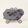 Pyritized Brachiopods 