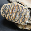 Rare Baby Woolly Mammoth Jaw with P3 Tooth, Holland 