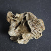 Rare Baby Woolly Mammoth Jaw with P3 Tooth, Holland 