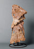 Fossils for Sale: Rare Fossil Amphibian Skulls - Metoposaurs 