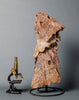 Fossils for Sale: Rare Fossil Amphibian Skulls - Metoposaurs 