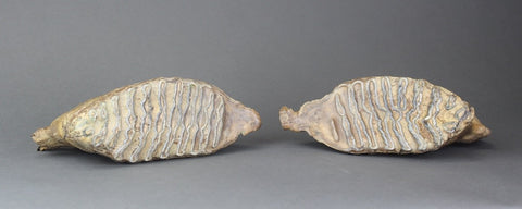 Pair of Beautiful Lower Woolly Mammoth Molars from Siberia - 7 inches