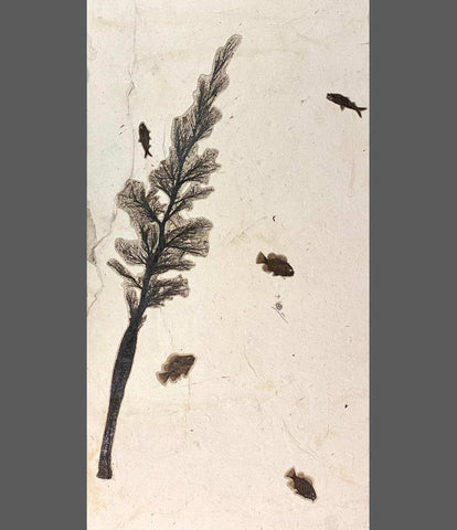 Large Fossil Inflorescence with Fish - 71.5"