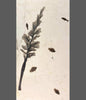 Large Fossil Inflorescence with Fish - 71.5"