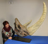 Spectacular Complete Woolly Rhino Skull