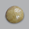 Set of 4 Fossil Sand Dollars (Sea Biscuits), Madagascar