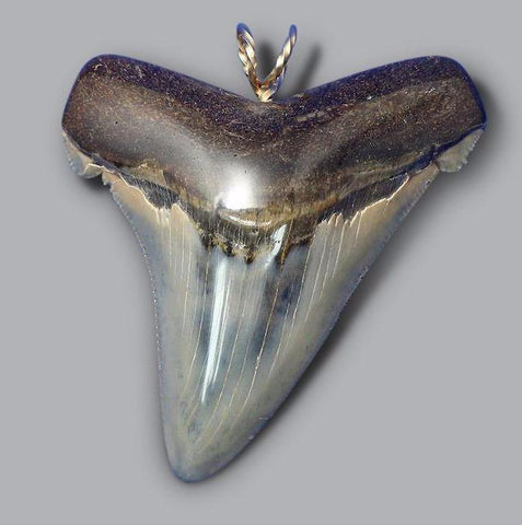 Fossil Shark Tooth Pendant, 14k Gold - 2.5 inches