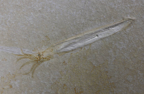 Fossil Squid Pair from Solnhofen, Germany - 7 inches