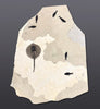 Fossil Stingray, Knightia Assemblage - 52" x 42"