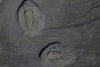 Eight Rare Pyritized Trilobites