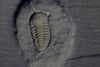 Eight Rare Pyritized Trilobites