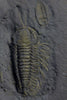 Eight Rare Pyritized Trilobites