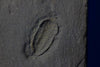 Eight Rare Pyritized Trilobites