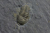 Eight Rare Pyritized Trilobites