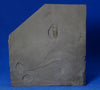 Eight Rare Pyritized Trilobites