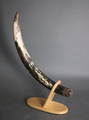 Black & White Mammoth Tusk - 32"