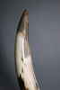 Black & White Mammoth Tusk - 32"