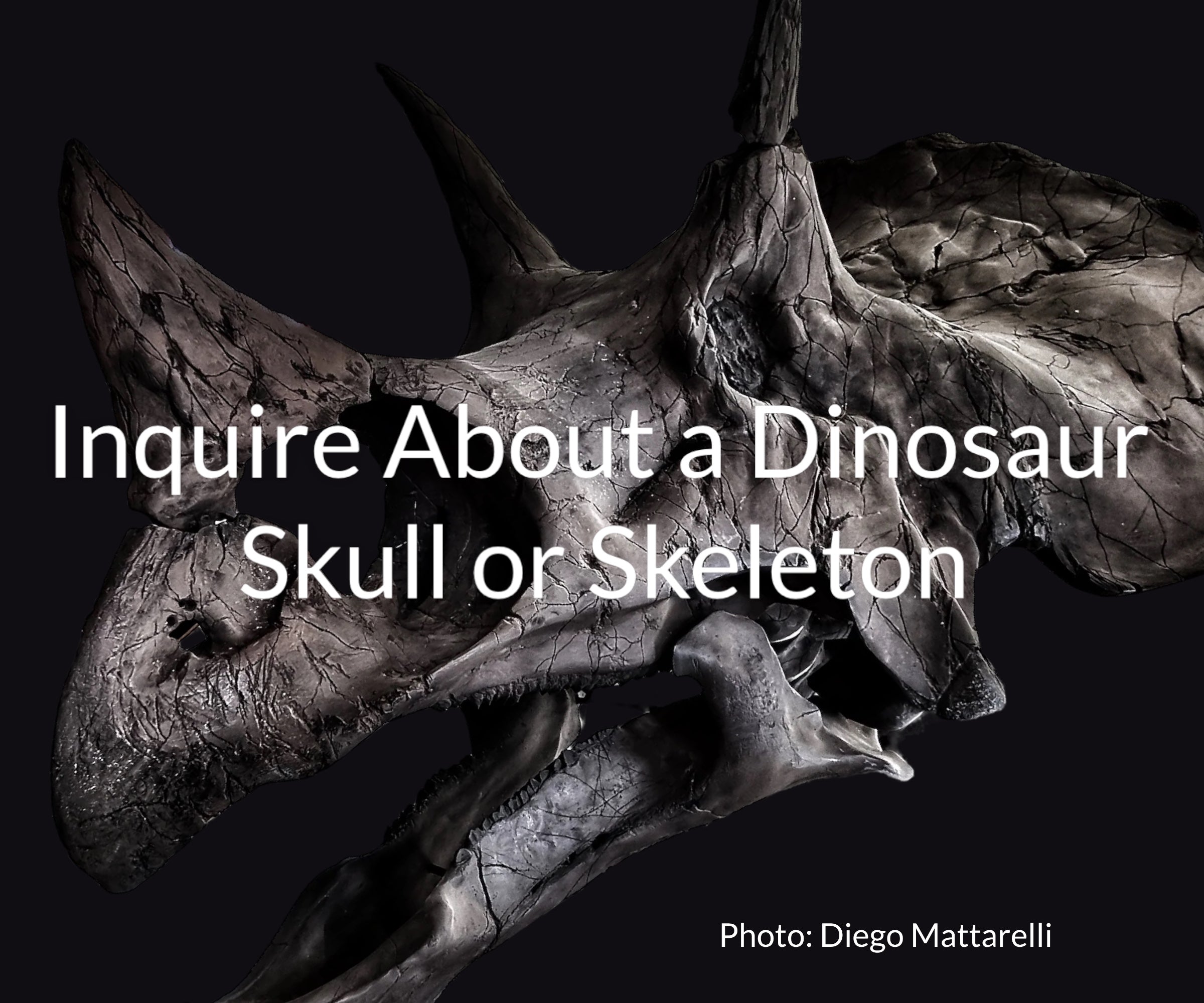 Invest in T. Rex? Dinosaur Collecting Booms But Fossils Belong in